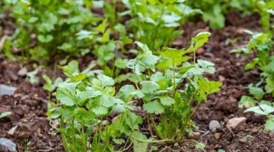 ​3岁宝宝能吃香菜吗(宝宝