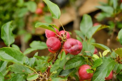 ​阳台如何养海棠花，需