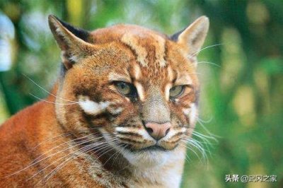 ​野生动物之亚洲金猫