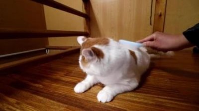 ​为什么幼猫要少吃猫罐头？猫罐头的正确喂法