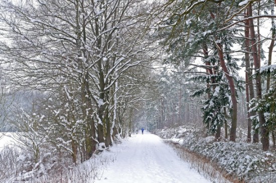 冬天树木涂白的作用(图4)