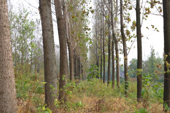 冬天树木涂白的作用(图3)