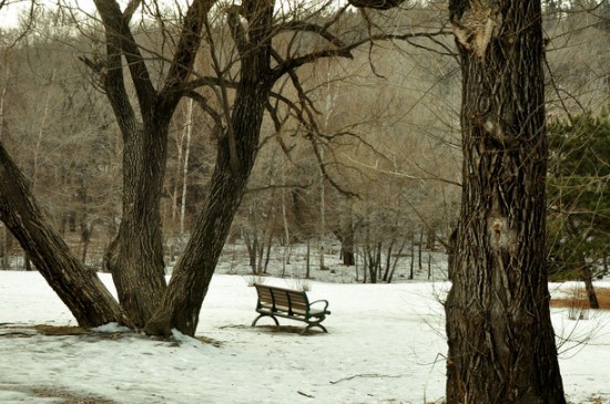 冬天树木涂白的作用(图2)