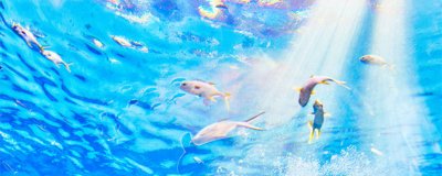 ​鱼的生活习性 金鱼的外