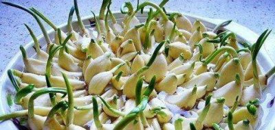 ​蒜里面发芽了还能吃,大