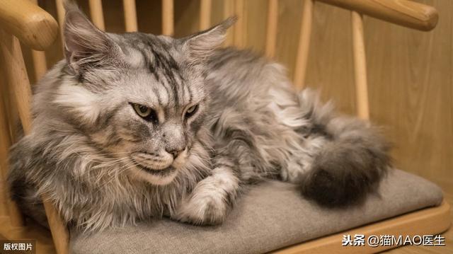 猫咪拉稀最有效治疗(猫咪腹泻的9大原因)(5)