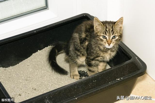 猫咪拉稀最有效治疗(猫咪腹泻的9大原因)(3)