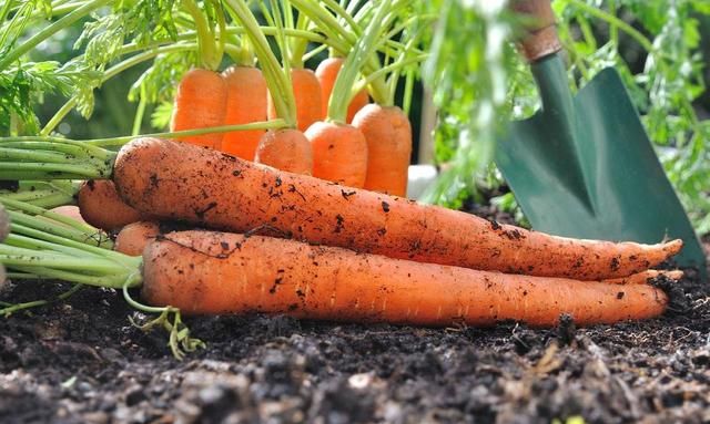 冬天蔬菜有哪些品种，适合冬季种植的蔬菜都有哪些？图3