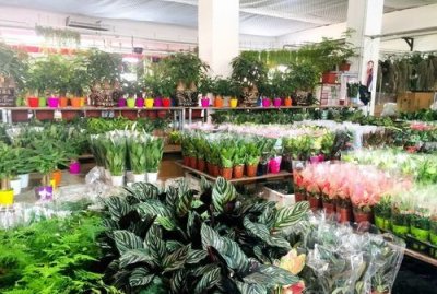 ​北京花卉市场批发市场