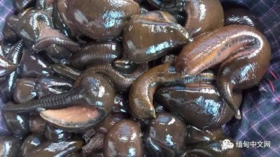 ​缅甸蚂蝗价值大涨：部