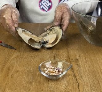​开蚌取珠，骗你没商量