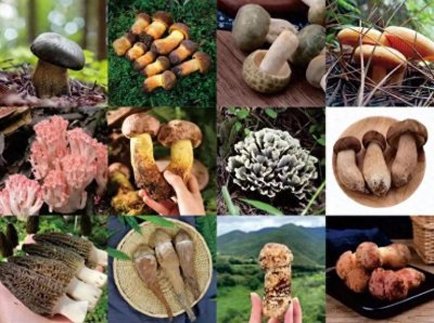 ​云南野生菌大揭秘：这5种野生菌，可称之为山珍