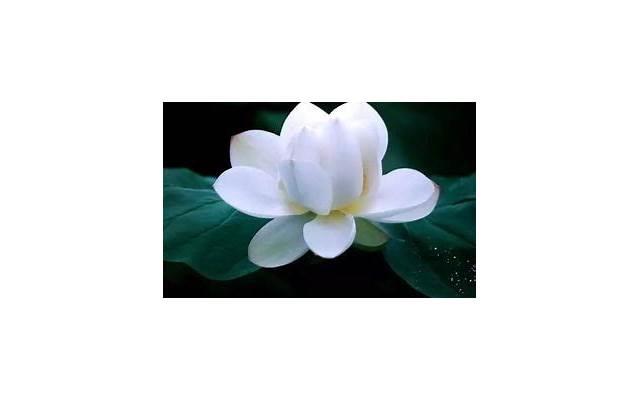 张碧晨产女，张碧晨自曝在华晨宇不知情下怀孕产女