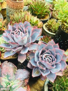 ​多肉中的贵族晚霞，夏