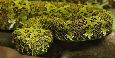 ​“蛇中大熊猫”莽山烙