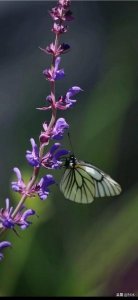 ​茅台不老酒v20酒怎么样(茅台不老酒国宾酒v20)