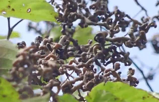 农村大哥摘的这野果你认识吗？据说营养价值很高，纯野生的万寿果