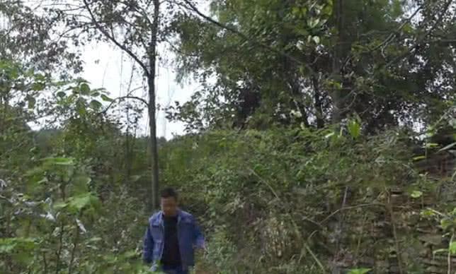 农村大哥摘的这野果你认识吗？据说营养价值很高，纯野生的万寿果