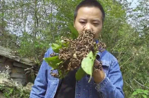 农村大哥摘的这野果你认识吗？据说营养价值很高，纯野生的万寿果