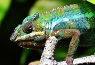 ​最难养的十大宠物品种