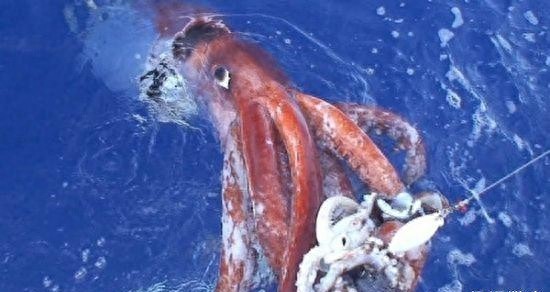 9层楼高的鱿鱼，生活在深海中，能与鲸鱼搏斗