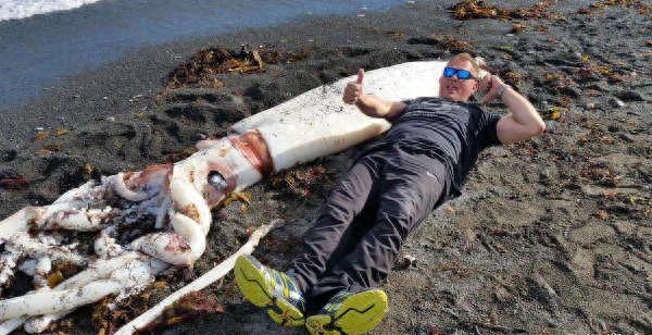 9层楼高的鱿鱼，生活在深海中，能与鲸鱼搏斗