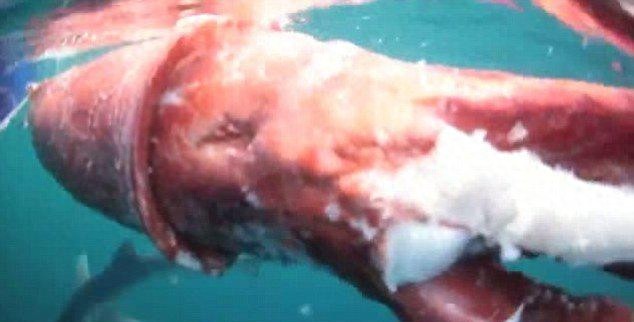 9层楼高的鱿鱼，生活在深海中，能与鲸鱼搏斗