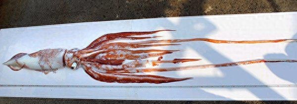 9层楼高的鱿鱼，生活在深海中，能与鲸鱼搏斗