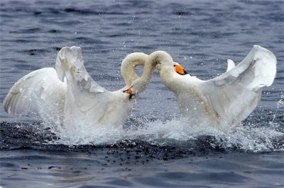 ​大天鹅的“冬季恋歌”