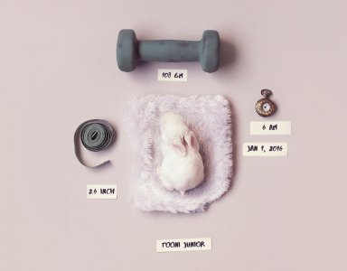 ​12张超级可爱滴兔子图，