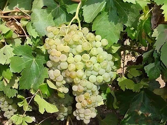 种植葡萄哪个品种最好（现在最火的葡萄品种）