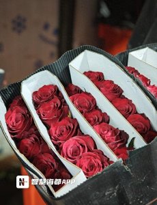 ​价格翻倍！红玫瑰成“