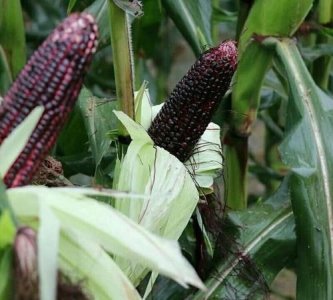 ​玉米靠什么传播种子,玉