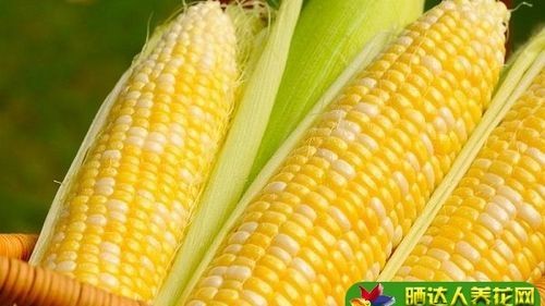 玉米靠什么传播种子?