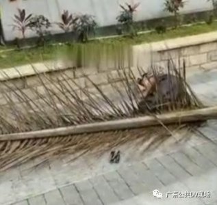 ​大王椰树枯枝成“空中