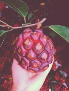 ​海贼王：暗暗果实的3大