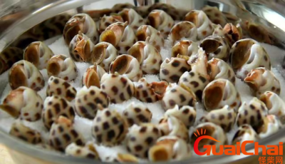 ​美味花螺有哪些部位不