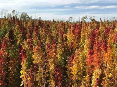 ​藜麦：健康饮食新宠，
