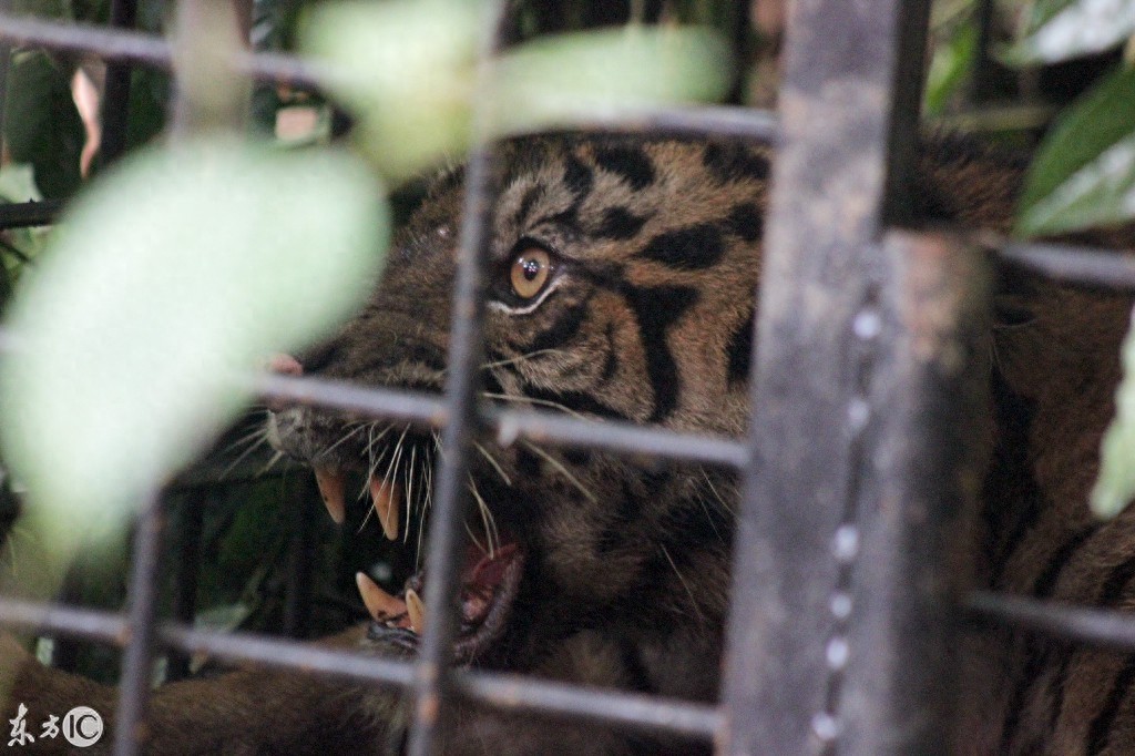 动物之王东北虎咬人被关在铁笼子里看图片仍然很凶猛该不该放出来