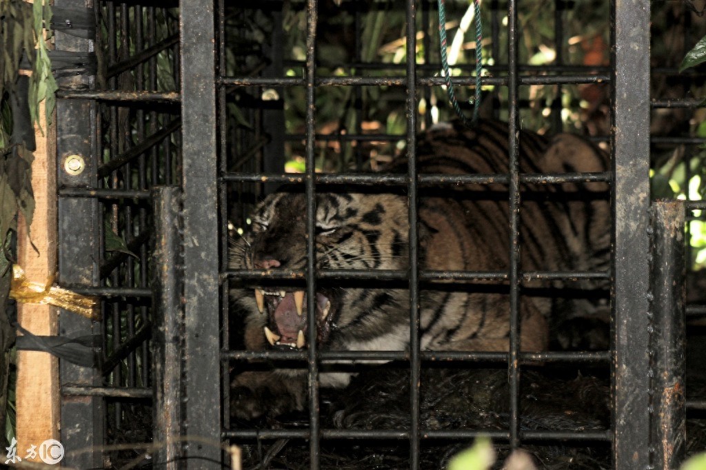 动物之王东北虎咬人被关在铁笼子里看图片仍然很凶猛该不该放出来