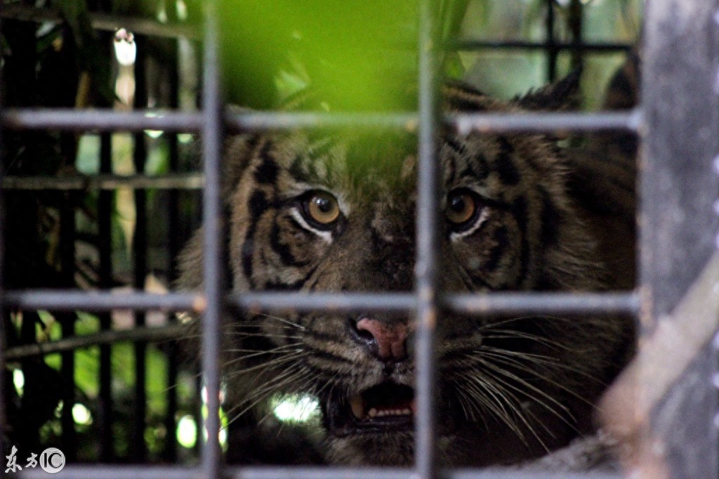 动物之王东北虎咬人被关在铁笼子里看图片仍然很凶猛该不该放出来