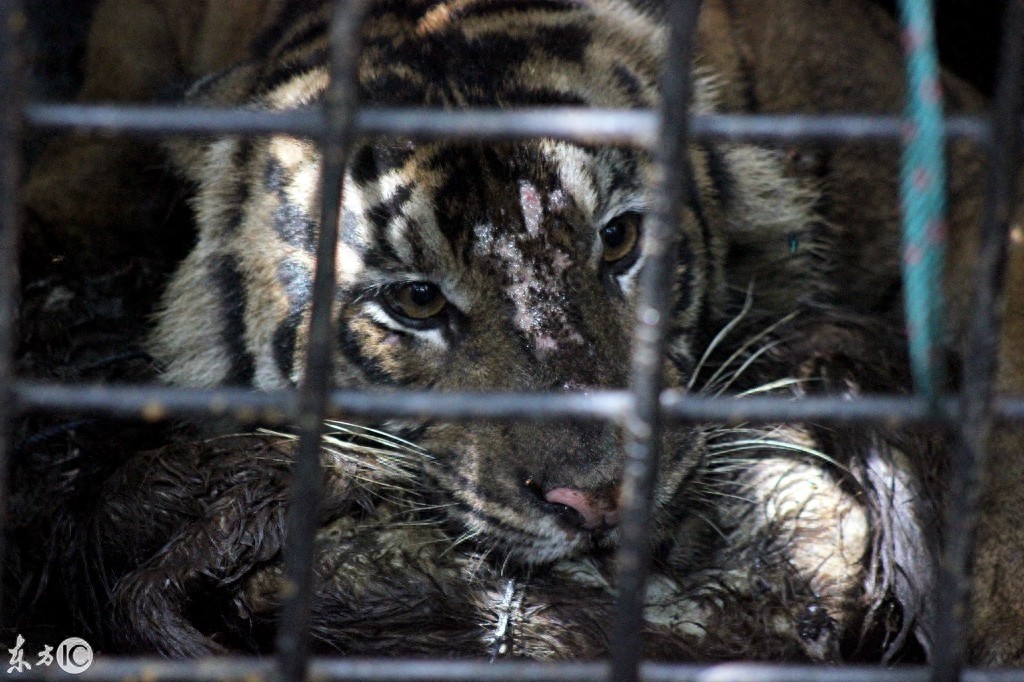 动物之王东北虎咬人被关在铁笼子里看图片仍然很凶猛该不该放出来
