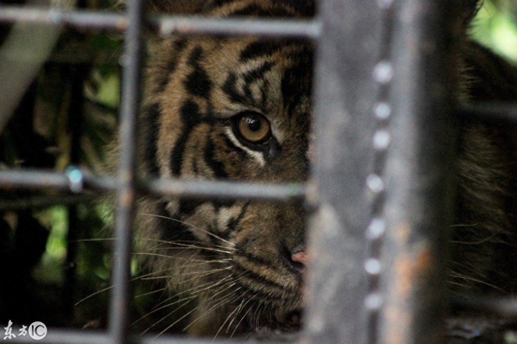 动物之王东北虎咬人被关在铁笼子里看图片仍然很凶猛该不该放出来