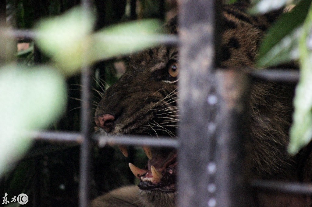 动物之王东北虎咬人被关在铁笼子里看图片仍然很凶猛该不该放出来