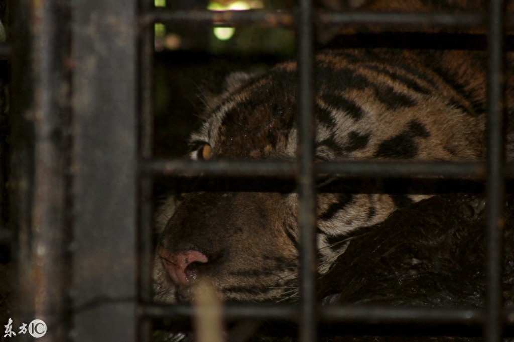 动物之王东北虎咬人被关在铁笼子里看图片仍然很凶猛该不该放出来