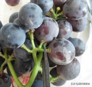 ​自制葡萄酒太甜怎么办