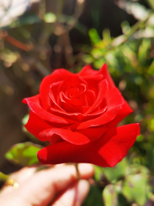 什么鲜花放的时间比较久
