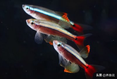 ​鱼怕冷吗（3种冬天不怕