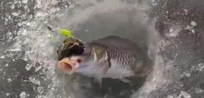 蟾蜍为什么掏鱼的眼睛(蟾