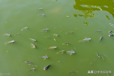 ​入侵我国泛滥成灾，吃